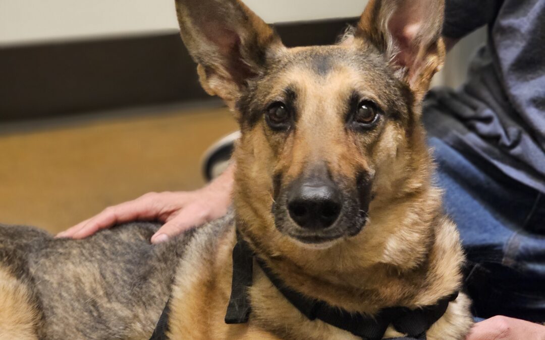 Why I Chose Pet Insurance—and Why It Matters